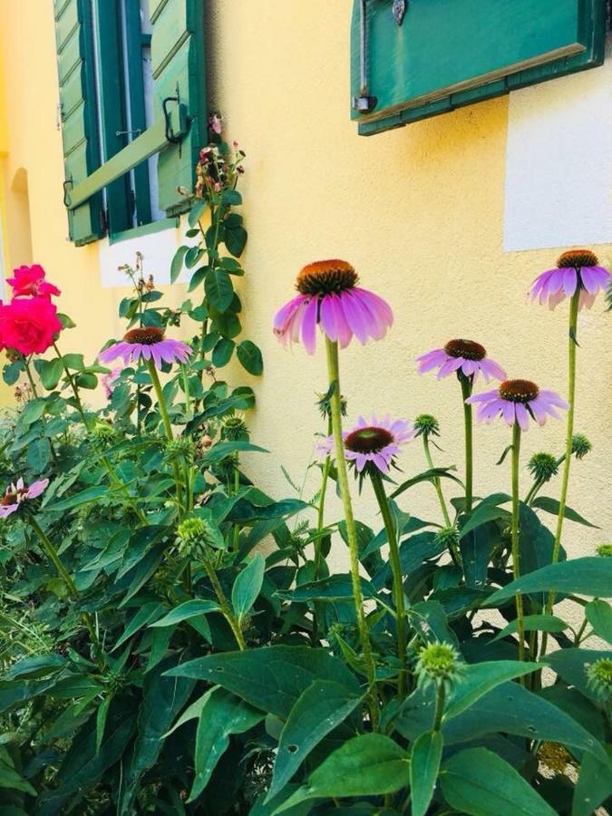 Milutinov Dvor Apartments ヴーシ エクステリア 写真